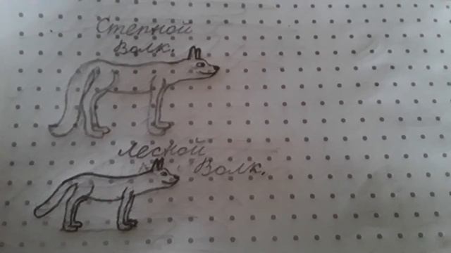 Степной волк и лесной волк.🐺 смотреть онлайн
