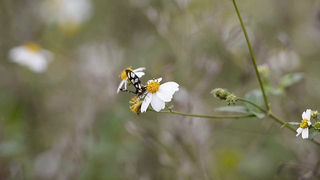 Природа новинка интересное видео прикрасние Dikaya priroda 😁😄❤️ смотреть онлайн