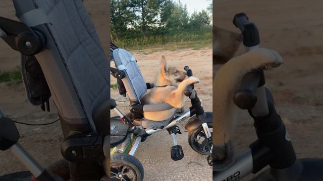 Когда отжал у трёхлетки велик 🤣 смотреть онлайн