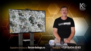 Полынь в бане