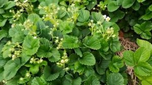 Клубника сорт Альба..