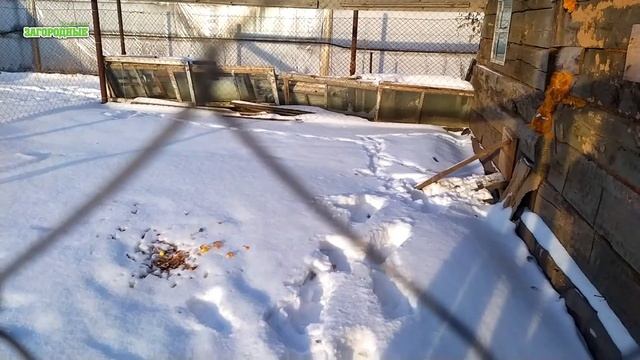 Зимний побег цесарок и как определить самца и самку смотреть онлайн