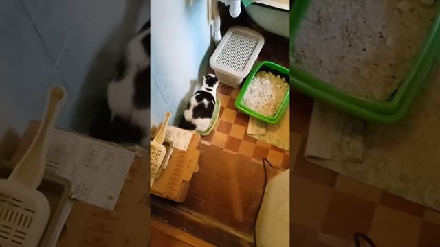 Когда твой кот - дурак и катается в лотке вместо того чтобы напрудонить на анализ. Мой Пуша Петербу смотреть онлайн