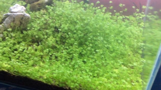 Hydrocotyle Tripartita In My Small Tank