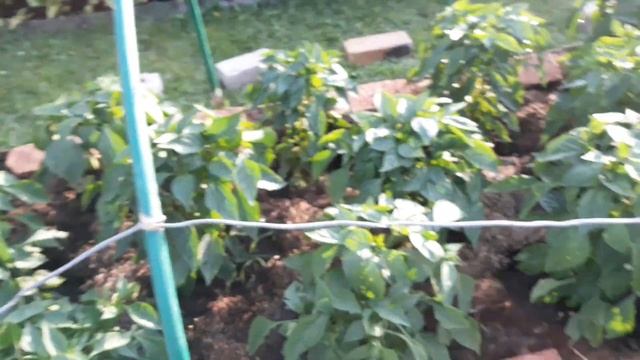Чем полить перец для большого урожая и быстрого роста. часть 3. Что делать когда перец не растет. смотреть онлайн