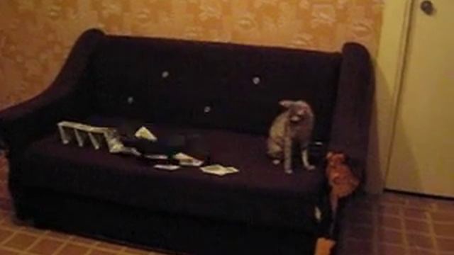 Котенок против карточного домика/Kitten VS house of cards смотреть онлайн