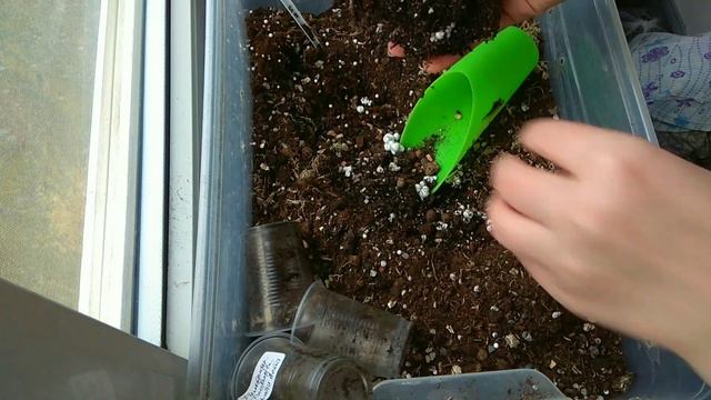 Провела ревизию на стеллаже и вот они......очередные пересадочки. 🤗🌹🥀💐 смотреть онлайн