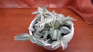 Традесканции белоцветковые