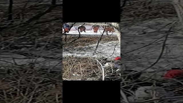 Фестиваль день мужика смотреть онлайн