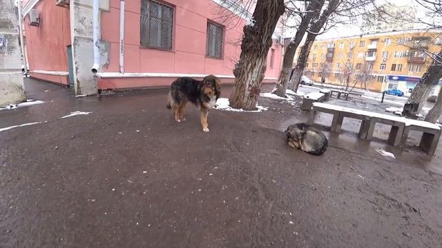 СОБАКИ, ДЕРЕВЬЯ ПАДАЮТ, ПРОБЛЕМЫ С КОТОРЫМИ ЖИВЕМ КАЖДЫЙ ДЕНЬ смотреть онлайн