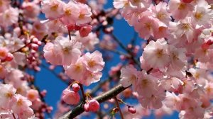 ЦВЕТУЩАЯ САКУРА В ЯПОНИИ #сакура #япония