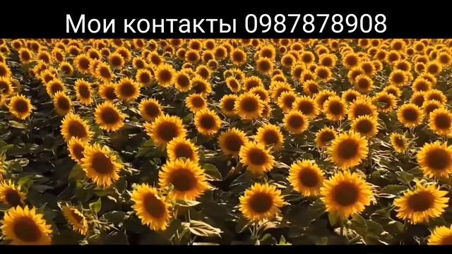 Обзор подсолнечник Ароматик смотреть онлайн