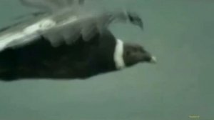 Джеймс Ласт -  Полет Кондора