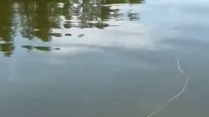 Ловля карпа с помощью эхолота Практик