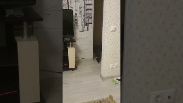 А говорят кошки не поддаются дрессировке! смотреть онлайн