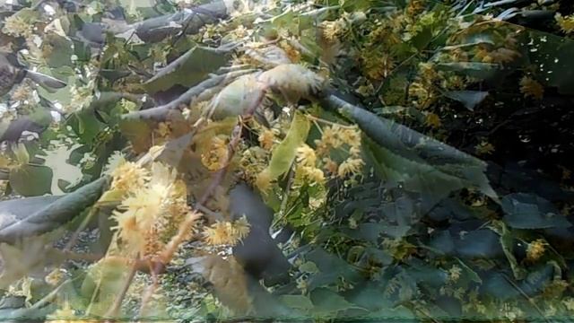 Липа цветет Полезные свойства и применение цветов липы Липовый цвет - болезни нет! Авторская съемка смотреть онлайн