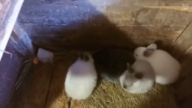 Показываю других животных смотреть онлайн