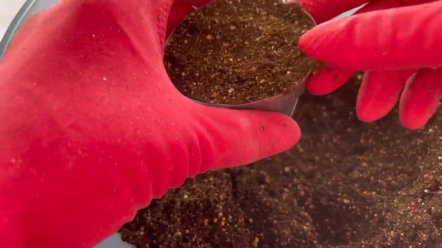 22.03. Первая пересадка эустомы. Посев 14.02.2021 смотреть онлайн