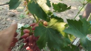 Обзор 11 июля 2024 Ч.2: Джокер,Маэстро,Фреш мускат(555),Светик,Анкор.Виноградник Щереденкова.mp4