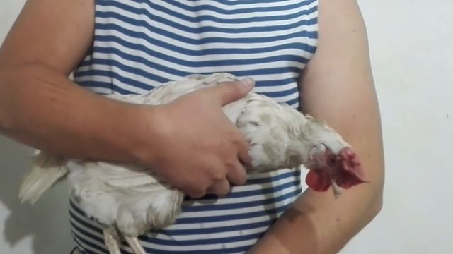 Как узнать, когда занесётся курица? Как отличить несушку от пустышки? смотреть онлайн