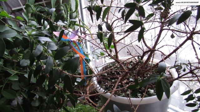 Зимовка МИРТА. Массовый листопад. смотреть онлайн