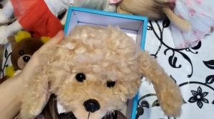 распаковка лаки доги пудель. Пудель лаки доги.