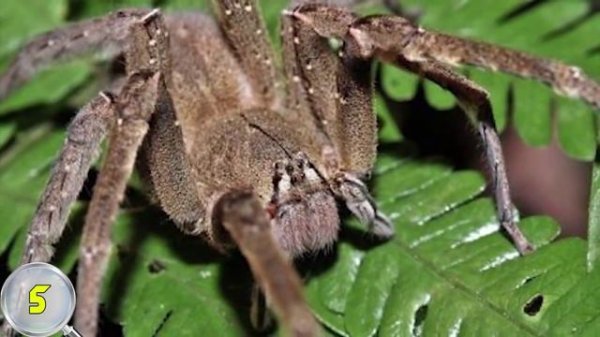 10 Самых ядовитых насекомых планеты