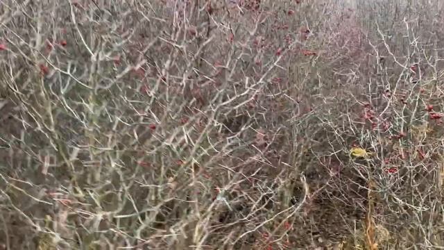 Освоение земельного участка: Непроходимая живая изгородь. смотреть онлайн