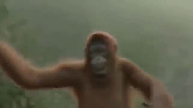 Толстый бурундук смотреть онлайн