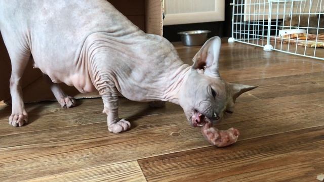 Котёнок-акробатка | Большая коробка для котят #сфинксы смотреть онлайн