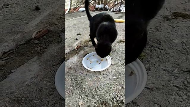 Красивая черная кошка Багира.Beautiful black cat Bagheera. смотреть онлайн