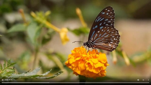 PHP Simple 'Like System' and CSS Spiral Animation - Images/Videos used are for demo purposes only. смотреть онлайн