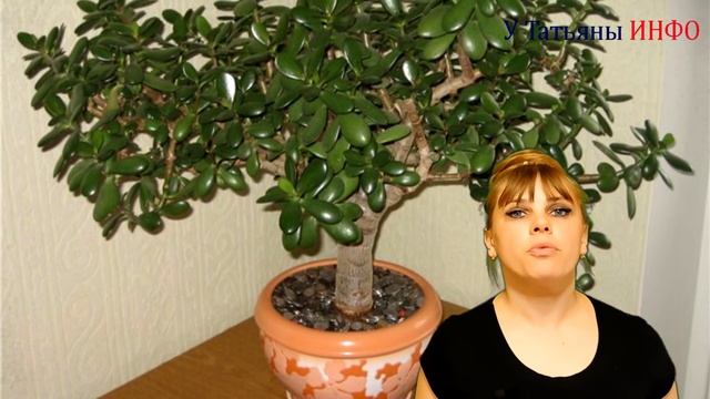 Комнатные растения, приносящие удачу и счастье в дом!