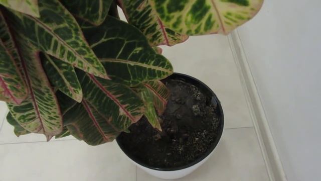 КРОТОН  КОДИЕУМ  СЛОЖНЫЙ И ПРЕКРАСНЫЙ . УХОД