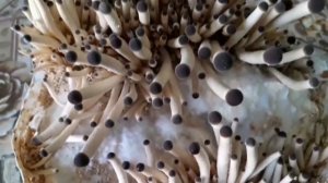 Опенок тополиный.  Урожай грибов на подоконнике!