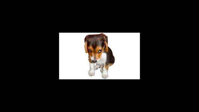 Как отучить собаку гадить в квартире? смотреть онлайн