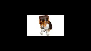 Как отучить собаку гадить в квартире?