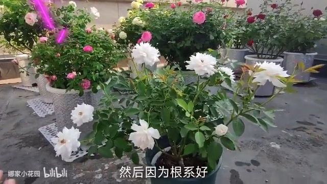 别再执着了，加百列大天使还是选根接苗吧！ смотреть онлайн
