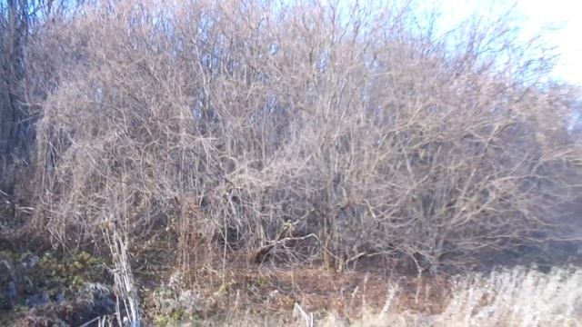 Лещина - доктор и повар. 2 способа получить масло. Ч.1. смотреть онлайн