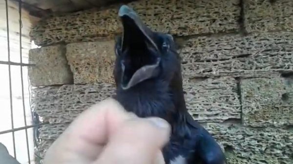 говорящая ворона