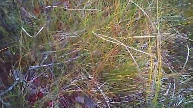 КЛЮКВА на большой болоте собрал ковшиком смотреть онлайн