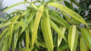 Ficus binnendijkii ´Amstel Gold´