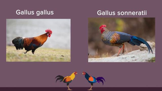 Scientists Now Know Which Came First: The Chicken or The Egg смотреть онлайн
