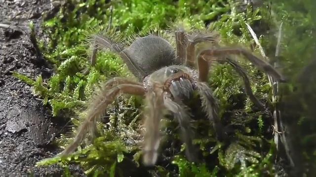 Самый большой Паук в мире Theraphosa blondi смотреть онлайн