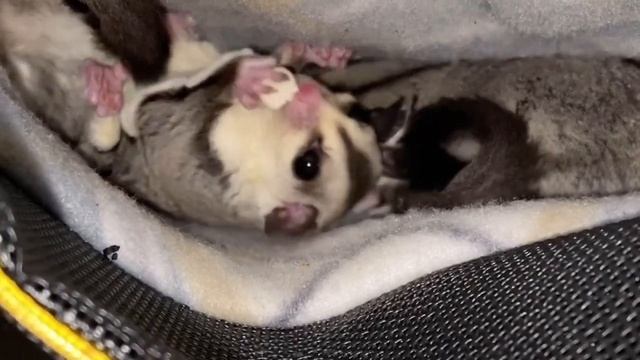 Bonding With New Sugar Gliders Week 1 смотреть онлайн