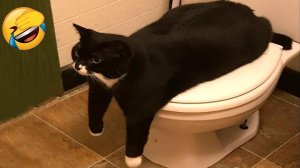 СМЕШНЫЕ ЖИВОТНЫЕ 2023 ЛУЧШИЕ ПРИКОЛЫ С КОТАМИ И CОБАКАМИ