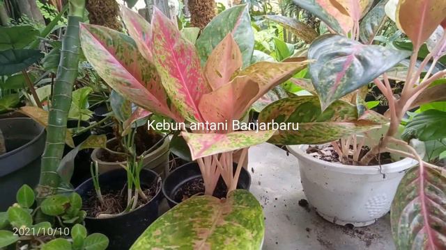 Episcia Butternut Vs Episcia Hybrid Kebun Antani