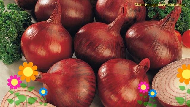 Лук репчатый Ред Кармен. Краткий обзор, описание характеристик allium Red Karmen смотреть онлайн