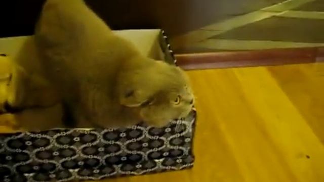 Кот Да Да Да!!! смотреть онлайн