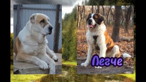 Алабай против Московской Сторожевой//Кто сильнее?